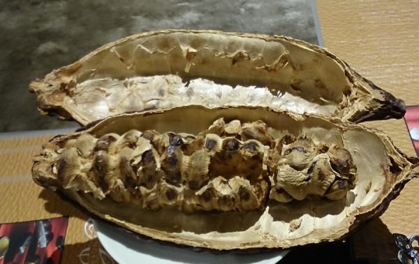 ペルー産カカオの実
